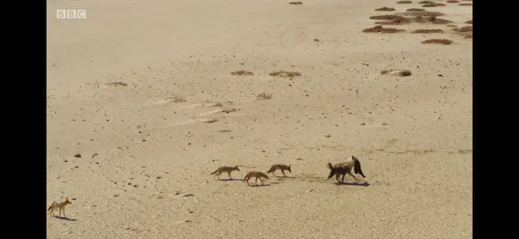 Cape black-backed jackal (Lupulella mesomelas mesomelas) as shown in Seven Worlds, One Planet - Africa